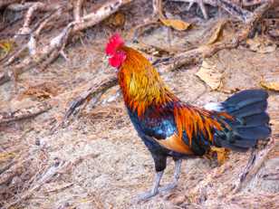 The Rooster-9017.jpg The Rooster-9017.jpg